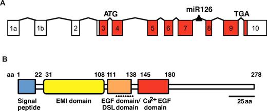 Figure 1. Gene structure and protein organization of Egfl7. (A) The Egfl7 gene consists of 11 exons and a miRNA, miR126, embedded in the intronic region located downstream of exon 7. The protein is encoded in exons 3-10 (red boxes). (B) The EGFL7 protein sequence contains several putative protein domains, including a signal peptide (blue box), an EMI domain (yellow box), an EGF domain that contains a Delta-Serrate-LAG-2 (DSL) motif (orange box), and a Ca2+ binding EGF domain (red box).