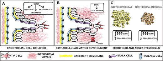 Figure 2. Model depicting the role of EGFL7 in angiogenesis and stem cell behavior. (A-B) EGFL7 is a secreted protein that is expressed by endothelial cells, including the stalk and tip cells of sprouting vessels. Once secreted, EGFL7 binds to the ECM and shows overlapping expression with fibronectin and collagen type IV. (A) EGFL7 controls endothelial cell sprouting, migration, and proliferation. (B). EGFL7 also signals to the ECM and modulates its rigidity by inhibiting lysyl oxidase (LOX)–mediated conversion of tropoelastin into elastin. (C) EGFL7 promotes embryonic stem cell proliferation and inhibits proliferation of adult neuronal stem cells.