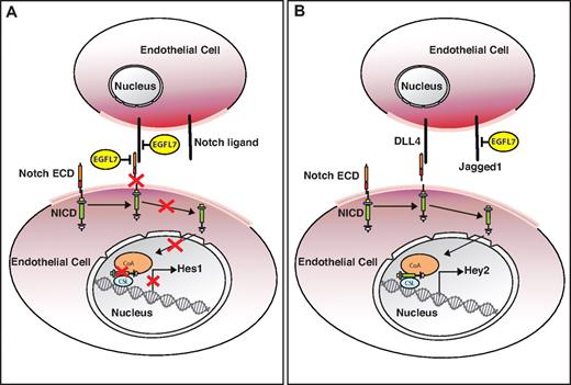 Figure 3. Model describing the putative role of EGFL7 in Notch signaling in different vascular beds. (A) EGFL7 signaling in the postnatal retina. EGFL7 antagonizes Notch/ligand interaction by either binding to the receptor or its corresponding ligand and inhibits target gene expression. (B) EGFL7 signaling in the embryo. EGFL7 indirectly enhances DLL4/Notch signaling by binding to Jagged1, preventing an interaction with the glycosylated Notch receptor, and promoting DLL4 interaction with Notch. ECD indicates extracellular domain; and NICD, Notch intracellular domain.