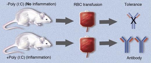 Transfusion in the absence of an inflammatory stimulus induces tolerance to future transfusions while transfusion in the absence of inflammation often induces an immune response, not tolerance, as reported by Smith et al.1 Professional illustration by Marie Dauenheimer.