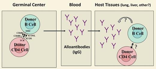 Srinivasan et al show that donor alloantibody production is required for murine cGVHD. This figure highlights several questions raised by their interesting results.