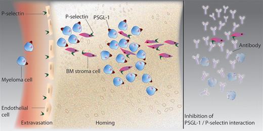 Down-regulation of PSGL-1 in MM cells or inhibition of selectin with antibody reversed drug resistance induced by BM stromal cells in mice treated with bortezomib.