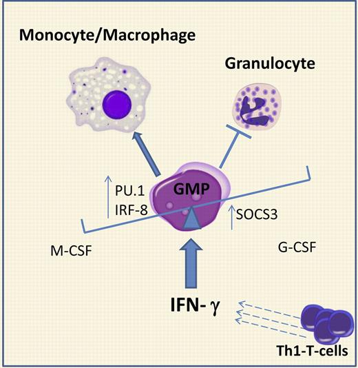 IFN-γ redirects cell fate decisions in granulocytic-monocytic progenitors (GMPs) during infection. In homeostatic conditions, G-CSF and M-CSF regulate the monocytic and granulocytic output from GMPs. During viral infections, IFN-γ, produced by activated Th1 T cells, affects GMP differentiation by: (1) up-regulation of the expression of PU.1 and IRF-8, transcription factors driving monocytic differentiation, and (2) induction of SOCS3, which antagonizes G-CSF–dependent STAT3 phosphorylation. The overall result is a skewing of myelopoiesis toward monopiesis at the expense of granulopiesis.