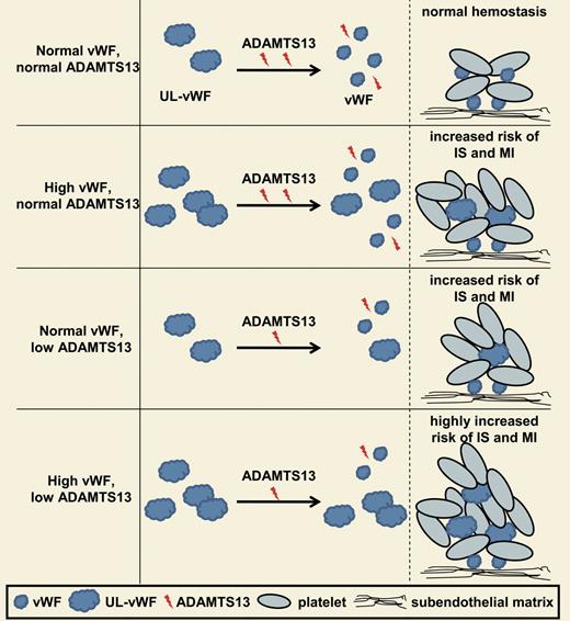 Simplified model of VWF and ADAMTS13 plasma levels and their contribution to thrombotic events. At sites of injury, VWF becomes immobilized on the damaged vessel wall allowing platelet tethering by the GPIb-VWF interaction (not depicted), which in turn enables platelet activation and thrombus growth to seal a wound (normal hemostasis). Released ultra-large (UL)–VWF can be cleaved by ADAMTS13 into less-reactive smaller VWF multimers to limit thrombus growth. High VWF or low ADAMTS13 plasma levels are each a risk factor for the development of ischemic stroke (IS) and myocardial infarction (MI). The combination of both high VWF and low ADAMTS13 plasma levels further increases the risk of a thrombotic event.