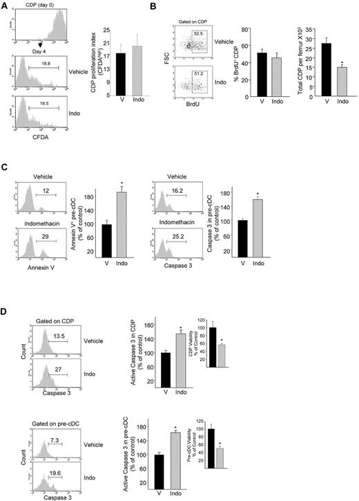 Figure 3. Effect of PGE2 biosynthesis inhibition on DC progenitor proliferation and survival. (A) CFDA dilution 3 days after in vitro culture of CDPs that had undergone FACS in Flt3L-supplemented medium with or without indomethacin (mean ± SEM; n = 4 mice). (B) Representative dot plots of BrdU incorporation in CDPs of BrdU-treated mice after indomethacin treatment. (Left) Average frequency of BrdU+ CDPs; (right) total CDPs per femur (mean ± SEM, 2 experiments; n = 3 mice/group/experiment). (C) CDP-enriched Linneg BM cells were cultured for 5 days in Flt3L-supplemented medium with or without indomethacin, and annexin V (left) and active caspase-3 (right) expressions were determined in pre-cDC gated cell population (mean ± SEM; 2 experiments; n = 3 mice/experiment). (D) Active caspase-3 expression in BM CDPs and pre-cDCs, and CDP and pre-cDC viability (insets) in mice treated for 6 days with indomethacin (mean ± SEM from 5 mice per group assayed individually; expressed as percentage of control). *P < .05. V indicates vehicle; and Indo, indomethacin.