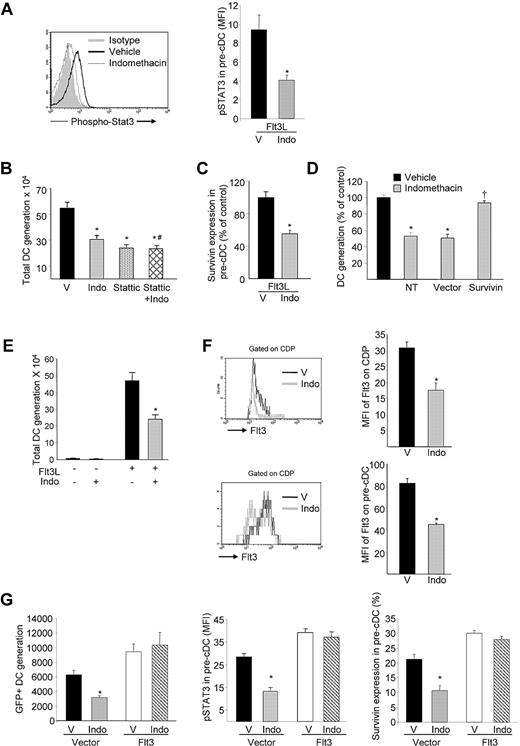 Figure 4. PGE2 regulation of Flt3 expression enhances DC progenitor cell survival through STAT3-mediated elevation of survivin. (A) Representative FACS plot of pre-cDC phospho-STAT3 expression generated from CDPs cultured in Flt3L with or without indomethacin and relative phospho-STAT3 expression in pre-CDC (mean ± SEM; n = 3 mice pooled per experiment; 3 experiments). (B) Total DC generation from Linneg BM cells (2 × 105 cells/well) cultured for 9 days with Flt3L with or without indomethacin and/or stattic (mean ± SEM; 2 experiments; n = 3 mice/group/experiment; *P < .05 compared with vehicle; #P > .05 compared with indomethacin). (C) Survivin expression in pre-cDCs generated in vitro from Flt3L-cultured CDPs with or without indomethacin (mean ± SEM; n = 3 mice pooled per experiment; 3 experiments). (D) Total DC generation from Linneg BM cells nontransduced (NT) or transduced with survivin overexpression or control vector (mean ± SEM; n = 3 mice/group/experiment; 2 experiments; *P < .05 compared with vehicle, †P < .05 compared with vector control). (E) Total DC generation from Linneg BM cells (2 × 105 cells/well) cultured for 9 days with or without Flt3L and/or indomethacin. (F) Mean fluorescence intensity (MFI) of Flt3 receptor on CDPs and pre-cDCs (mean ± SEM; n = 4 mice). (G) Linneg BM cells transduced with Flt3 MSCV-IRES-EGFP or control vector and cultured with or without indomethacin. (Left) DC generation after 9 days of culture (mean ± SEM; N = 6 mice assayed individually; 2 experiments); (middle) MFI of phospho-STAT3 expression; (right) survivin expression in pre-cDCs after 5 days of culture (mean ± SEM; N = 3 mice). *P < .05. V indicates vehicle; and Indo, indomethacin.