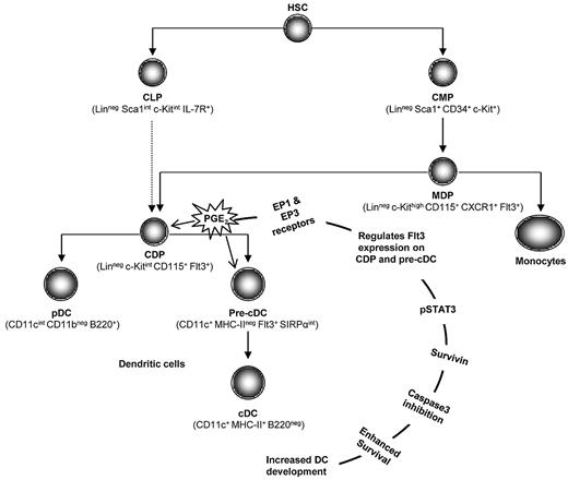 Figure 6. Model for the regulation of DC development by PGE2. In this model, we propose that PGE2 signaling through the PGE2 G protein EP1 and EP3 receptors regulates Flt3 expression on DC-committed progenitors (CDPs and pre-cDCs) and modifies downstream phopho-STAT3 activation and survivin expression. Elevated survivin expression protects DC progenitors from caspase-3–mediated apoptotic death and results in optimal DC development.