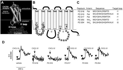 Figure 1. Pepducins are lipopeptide antagonists of CXCR4 in human leukemia and lymphoma cell lines. (A) A model of the 3-dimensional structure of CXCR4 based on the structure of rhodopsin demonstrates the topological arrangement of the intracellular loops. G proteins are recruited to the intracellular loops of CXCR4 and mediate downstream signaling in response to ligand binding. (B) Schematic representation of CXCR4 with i1 and i3 loop amino acid sequences. (C) Sequences of the CXCR4 pepducins and control peptides. Pepducins with N-terminal palmitate (Pal) based on the sequence of the i1 (PZ-218 and PZ-217) and i3 (PZ-210) intracellular loops. Control peptides lacking an N-terminal palmitate moiety and corresponding to the i1 (PZ-253) and i3 (PZ-254) loop sequences were synthesized. (D) Effect of CXCR4 pepducins on human hematopoietic cell calcium flux. Cells were preincubated with vehicle or the indicated pepducins and stimulated with CXCL12.