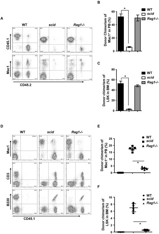 Figure 2. scid HSCs are defective in self-renewal and niche occupancy. (A-C) Competitive repopulation assay of scid and Rag1−/− HSCs. A total of 2 × 106 BM from 8-week-old healthy WT, scid, or Rag1−/− mice (CD45.2) were mixed with age-matched WT competitors (CD45.1) at 1:1 ratio, and transplanted into lethally irradiated WT recipients (CD45.1). Sixteen weeks after transplantation, donor chimerisms of myeloid cells (Mac1+) in the peripheral blood and HSCs (LSK) in the BM were analyzed and quantitated in panels B and C. Donor chimerisms of Mac1+ cells in the peripheral blood are calculated as the CD45.2+Mac1+ portion of the total Mac1+ cells. Donor chimerisms of LSK in the BM are calculated as the CD45.2+LSK portion of the total LSK. Error bars indicate SD; significance was determined by a Student 2-tailed t test. *P < .005. (D-F) Engraftment of WT HSC into unconditioned scid and Rag1−/− mice. WT BM cells (5 × 106; CD45.1) were transplanted into unconditioned WT, scid, and Rag1−/− mice (CD45.2). Sixteen weeks after transplantation, donor chimerisms of multilineages in peripheral blood of recipients were analyzed by FACS, and representative results are shown in panel D. Myeloid chimerisms in the peripheral blood were quantitated in panel E, donor chimerism of myeloid cells is the CD45.1+Mac1+ portion of the total Mac1+ cells. Engraftment of transplanted WT BM HSCs (LSK) in the recipients were analyzed in panel F, donor chimerism of HSC is the CD45.1+LSK portion of the total LSK cells. Error bars indicate SD; the engraftment of WT BM into scid and Rag1−/− mice was compared; significance was determined by a Student 2-tailed t test. *P < .01.