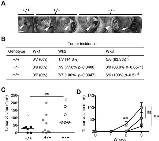 Figure 1. Enhanced tumor growth in Rras−/− mice. (A) Approximately 105 B16-F10 cells were injected subcutaneously into Rras+/+ (n = 7), Rras+/− (n = 9), and Rras−/− (n = 7) mice in a B6;129Sv genetic background. Images from representative tumors induced after 3 weeks are shown. White arrowheads indicate tumors. Bar represents 0.5 cm. (B) Tumor incidence (%) is shown with the number of animals with palpable tumors indicated. Statistical analysis was performed using Fisher χ2 (P values). (C) Tumor volumes were measured at week 3. Data derived from 2 independent experiments with 3 to 6 mice each. Bars represent median. **P < .005. (D) The kinetics of tumor growth is shown. Bars represent SE. **P < .005. ns indicates not significant. θOne Rras+/+ animal was removed because of mortality. δOne Rras−/− animal was removed from incidence analysis because of damaged tumor. φTwo Rras−/− mice with either tumors that have exceeded humane endpoint (> 2 cm in diameter) or damaged were excluded from tumor volume analysis.