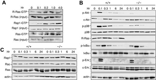 Figure 5. Impaired signaling in Rras−/− BM-DCs. (A) Rras+/+ BM-DCs were exposed to LPS (1 μg/mL) for the indicated duration, and the levels of GTP-bound R-Ras were measured by an affinity pull-down assay using GST-RalGDS-RBD as a probe. The total levels of R-Ras in the corresponding lysates were detected using an anti–R-Ras specific antibody. Similar experiments were performed for Rap1 and Ras using GST-RalGDS-RBD and GST-Raf-RBD as probes, respectively. (B-C) BM-DCs were treated with LPS (1 μg/mL) for the indicated duration, and total cell lysates were prepared. Western blotting analysis was carried out using the indicated antibodies. Similar results were obtained from 2 additional experiments.