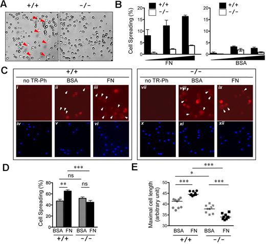 Figure 6. Attenuated cell spreading in Rras−/− DCs. (A) Day 6 BM-DCs from Rras+/+ (n = 1) or Rras−/− (n = 1) mice were plated on fibronectin (FN; 10 μg/mL) or BSA-coated plates and allowed to attach for 20 minutes. Images were taken from 5 random fields, and the percentage of spread cells (red arrows) was scored. (B) Results are from a single experiment using increased concentrations (▴) of BM-DCs and have been repeated once with similar results. Bars represent SD. (C) Immunofluorescence analysis of day 9 Rras+/+ (n = 1) or Rras−/− (n = 1) BM-DCs using Texas Red-conjugated phalloidin (TR-Ph; ii-iii,viii-ix, red) to stain F-actin filaments. Cell nuclei were visualized by 4,6-diamidino-2-phenylindole (iv-vi,x-xii, blue). Arrowhead indicates spread cells. (D) The percentages of spread cells were quantified as described in “Cell spreading assay.” ns indicates not significant. (E) The maximal cell length was determined by ImageJ software, with each data point representing the mean cell length for a single field of approximately 62 cells. (C-E) Results were from a single experiment, and 9 fields were selected from triplicate wells with an average of 550 cells being analyzed per group. Bars represent SE. ***P < .0005. **P < .005. *P < .05.