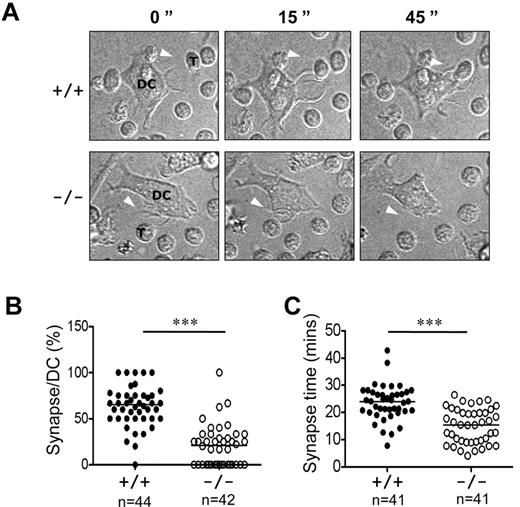 Figure 7. Attenuated immune synapse formation in Rras−/− DCs. (A) Time-lapse confocal images at different time points are shown, illustrating an example of a synapse between a mature Rras+/+ or Rras−/− DCs with a naive T cell. White arrows indicate DC protrusions. DCs and T cells (T) are indicated. (B) The percentage of DC–T-cell synapses were quantified (n > 40 for each genotype) as described in “Microscopy.” (C) The duration (minutes) of T-cell synapses (n = 41) with either WT- or KO-activated DCs was quantified. ***P < .0005. Bars represent median.