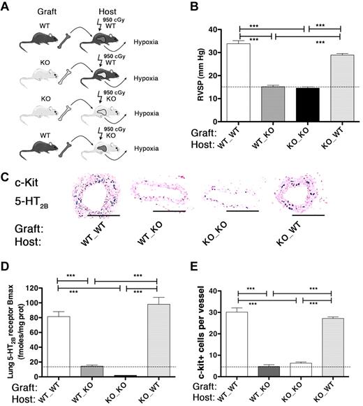 Figure 3. Mice with restricted ablation of 5-HT2BRs to BM are resistant to pulmonary hypertension. (A) WT mice transplanted with BM cells from WT or 5-HT2B−/− (WT_WT, WT_KO, respectively) and 5-HT2B−/− knock-out (KO) mice transplanted with BM cells from 5-HT2B−/− or WT (KO_KO, KO_WT, respectively) were exposed to progressive hypoxia (20%-10% for 3 weeks). (B) Pulmonary arterial pressure as assessed by RVSP increased in mice bearing WT BM either in WT (WT_WT) or 5-HT2B−/− (KO_WT) background. Conversely, mice with 5-HT2B−/− BM into WT (WT_KO) or 5-HT2B−/− (KO_KO) background did not show any RVSP increase. (C) Immunohistochemistry of c-Kit and 5-HT2BR. Staining was performed with antibodies against 5-HT2BR (pink; rabbit polyclonal AbCam) or against c-Kit (blue; rat monoclonal AbCam). Sections were analyzed under ×200 original magnification using a Zeiss Axiophot microscope with inbuilt camera (Carl Zeiss). A 20×/0.30 air objective was used. Images were acquired using a Zeiss Axiocam camera and Axiovision Version 3.1 software. Scale bars represent 50 μm. (D) Lung 5-HT2BR expression (Bmax) increased in mice bearing WT BM not only in WT (WT_WT) but also in 5-HT2B−/− (KO_WT) background. Conversely, not only mice with 5-HT2B−/− BM into 5-HT2B−/− (KO_KO), but also in WT (WT_KO) background did not show any change in lung 5-HT2BR expression compared with controls WT (18 fmoles/mg prot) or full 5-HT2B−/− (less than 5 fmoles/mg prot). (E) Similarly, the pulmonary perivascular c-kit+ BM derived progenitor cell recruitment induced by hypoxia was higher in mice with WT BM to WT (WT_WT) or 5-HT2B−/− (KO_WT) background as revealed by quantification of the immuno-labeling. Values are means ± SEM (n = 12, P < .05). Lines are normoxic values. Any statistical difference by 1-way ANOVA followed by Bonferroni posthoc test is indicated by ***P < .001.