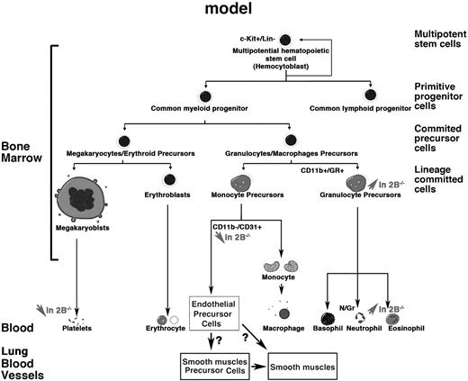 Figure 6. Working model illustrating the present findings. This work implicates 5-HT2B receptors at different levels of the myeloid lineage. The absence of 5-HT2BRs in mutant mice (2B−/−) leads to a reduction in (↓) platelets and immature endothelial progenitors and lineages but to an increase (↑) in granulocyte precursors and lineages.