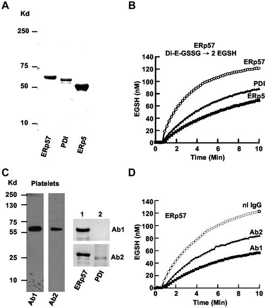 Figure 1. Comparison of purified ERp57, PDI, and ERp5 and characterization of rabbit anti-ERp57 Abs. (A) The relative sizes of the 3 enzymes on a gel under reducing conditions. The enzymes were expressed in E coli and purified by the His tag using a nickel column. (B) The enzymatic activities in the GSSG assay. A total of 150nM Di-E-GSSG was incubated in the presence of ERp57, PDI, or ERp5. The amount of EGSH formed over time is shown. (C) The reactivity of rabbit Ab 1 (Ab1) and Ab 2 (Ab2) on Western blot of platelet lysate (4 × 108 platelets/lane) and purified ERp57 (lane 1) or PDI (lane 2; 200 ng protein/lane). (D) The inhibitory effect of Ab1 and Ab2 against ERp57 in the Di-E-GSSG assay compared with a normal rabbit IgG control (nL IgG); 30 μg/mL of each Ab was used in these studies. For the curves in panels B and D, the enzyme was added at ∼ 60 seconds.