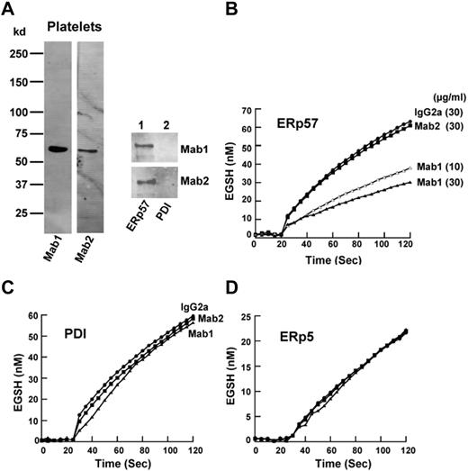 Figure 5. Characterization of 2 monoclonal IgG2a Abs raised to ERp57. (A) The Western blots of the Abs called Mab1 and Mab2 against human platelet lysate (4 × 108 platelets/lane) and purified ERp57 or PDI (200 μg protein/lane). Differential effect of the 2 IgG2a monoclonal anti-ERp57 Abs on (B) ERp57 activity and (C) lack of cross-reactivity to PDI or (D) ERp5 in the GSSG assay. For these studies, the activity of ERp57, PDI, and ERp5 alone (not shown in curves) was identical to enzyme with 30 μg/mL of the control IgG2a. A total of 30 μg/mL of each Ab was used in these studies except for ERp57 (B) where 10 μg/mL of the inhibitory Mab1 Ab was also tested. A total of 60 μg/mL of Mab 1 did not increase the inhibition (not shown). IgG2a control, ●; Mab1 10μg/mL, ▵; Mab1 30 μg/mL, ▴; Mab2 30 μg/mL, ■). (D) The curves for ERp5 with IgG2a, Mab1, or Mab2 (30 μg/mL of each Ab was used) completely overlapped. Each point is the composite of at least 3 samples using the Di-E-GSSG assay. (B-D) The enzyme was added at ∼ 20 seconds.