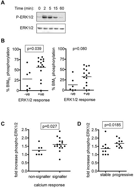 Figure 3. Analysis of anti-IgM–induced ERK1/2 phosphorylation. (A) Immunoblot analysis of ERK1/2 phosphorylation in a representative CLL sample stimulated with anti-IgM (n = 12). (B) Correlations between maximum anti-IgM–induced phosphorylation of BIMEL and BIML and phospho-ERK1/2 signaling responses as measured by flow cytometry. A 1.2-fold cutoff (compared with unstimulated cells) was used to assign cases P-ERK1/2–negative or –positive. (C) Correlation between fold increase in ERK1/2 phosphorylation (measured by flow cytometry) and intracellular Ca2+ responses. (D) Correlation between fold increase in ERK1/2 phosphorylation (measured by flow cytometry) and stable/progressive disease. Graphs show individual data points as well as means (horizontal line) and the statistical significance of any differences (Mann-Whitney test). Differences that reached statistical significance (P < .05) are boxed.