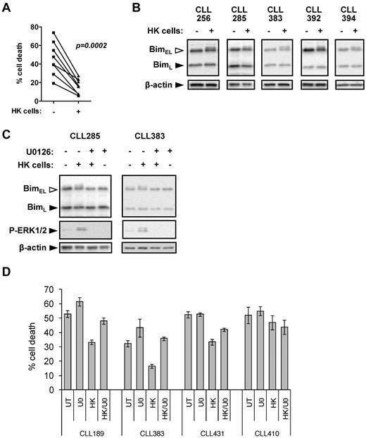 Figure 7. BIM phosphorylation in CLL cells after coculture with HK cells. (A) CLL samples (n = 8) were cultured in the presence or absence of HK cells for 72 hours. Cell death was analyzed by PI staining in permeabilized cells. (B) CLL samples were cultured in the presence or absence of HK cells for 6 hours, and expression of BIM and β-actin was analyzed by immunoblotting. Data are representative of the responding cases. (C) CLL samples were cultured in the presence or absence of HK cells ± U0126 (10μM) for 6 hours, and expression of BIM, phospho-ERK1/2, and β-actin was analyzed by immunoblotting. (D) CLL samples were pretreated with U0126 (U0; 10μM) or left untreated as a control, before coculture with HK cells. After 48 hours, cell death was determined by annexin V/PI staining. Data are means of triplicate repeats (± SD).
