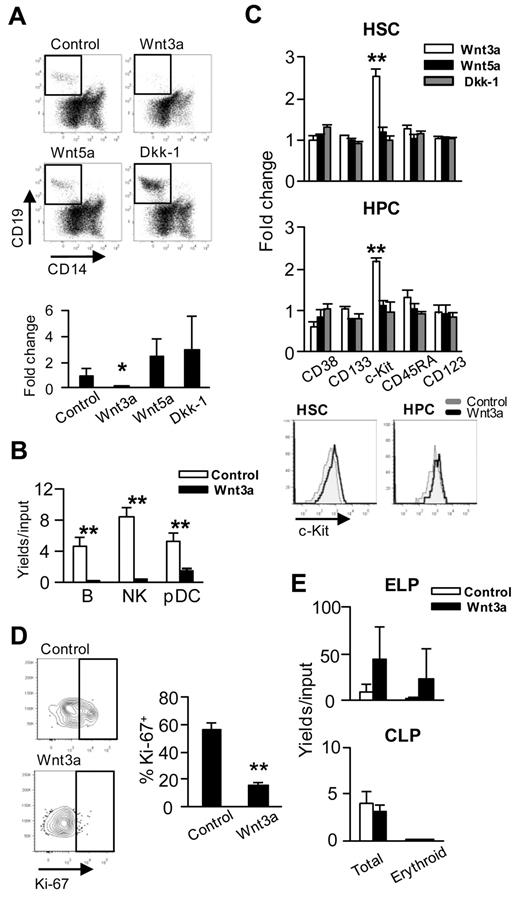 Figure 1. Four aspects of human hematopoiesis are altered by Wnt3a. (A) Human Lin−CD34+CD38− BM cells (15 000 cells/well) were cocultured with Wnt-related gene (ie, Wnt3a, Wnt5a, or Dkk-1)–transduced OP9 cells for 3 weeks under B-lineage supporting conditions (ie, IL-7, SCF, and FL). Flow cytometry was used to evaluate differentiation and representative gating for CD14−CD19+ lymphocytes is shown in the top panels. The fold changes of recovered CD19+ cells numbers to control are given in the bottom panel. (B) CB CD34+ cells were cocultured for 17 days with Wnt3a-producing OP9 cells in the presence of IL-7, SCF, FL, and IL-15. The numbers of B cells (CD14− CD19+), natural killer cells (CD14−CD56+), and plasmacytoid dendritic cells (CD14−CD11c−CD19−CD56−CD123+) recovered were used to calculate yields per input cells. (C) Lin−CD34+CD38− HSCs or Lin−CD34+CD38+ HPCs were sorted from BM and cocultured on Wnt (ie, Wnt3a, Wnt5a, or Dkk-1)–producing OP9 cells for 48-72 hours under cytokine-free conditions to evaluate changes in phenotypes. The 2 bottom panels illustrate retention of c-Kit as reflected in mean fluorescent intensity normalized to control values. (D) The same culture conditions were used to investigate proliferative status, and repre-sentative staining for Ki-67 is shown. Averages ± SD are given in the right panel. (E) A 2-step culture system was used to assess de-differentiation of CB ELPs (Lin−CD34+CD38−CD7+) or CLPs (Lin−CD34+CD38+CD10+). After coculture on OP9-Wnt3a with IL7, SCF, and FL for 3 days, their potential to generate glycophorin-positive erythroid cells during an additional 2 weeks under stromal cell–free, erythropoiesis-supporting conditions (ie, EPO, SCF, and FL) was determined. Similar results were obtained in 3 independent experiments using ELPs and CLPs isolated from either CB or BM. Statistical significance was determined by unpaired 2-tailed t test analysis. *P < .05; **P < .01.