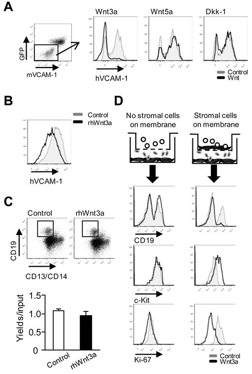 Figure 2. Wnt3a regulates human hematopoiesis via stromal cells. (A) Human MSCs were cocultured with Wnt (ie, Wnt3a, Wnt5a, or Dkk-1)–transduced OP9 cells for 3 days, with recombinant human TNFα present for the first 24 hours to enhance VCAM-1 expression. (B) MSCs were similarly cultured along with recombinant human Wnt3a. Flow cytometry histograms of VCAM-1 staining are shown. (C) BM CD34+ cells were cultured without stromal cells for 3 weeks under B-lineage conditions (G-CSF and SCF). The numbers of recovered CD19+ cells are given in the panel below. (D) An experimental design was used to determine whether direct contact between hematopoietic cells and stromal cells was required. The top figure in each row depicts the experimental design, whereas the next shows results from a 4-week culture of CD34+ cells under lymphoid conditions. The bottom 2 rows show results of 2-day cytokine-free cultures initiated with CD34+ cells. Suppressed B lymphopoiesis (expression of CD19), retention of c-Kit, and diminished replication (Ki-67 staining) all required that stromal cells were present in the top chambers. Results from controls are given as gray lines, and those for OP9-Wnt3a are shown as black lines. Similar results were obtained in 3 independent experiments using either CB or BM together with MS5 or OP9 stromal cells in the top chambers. Statistical significance was determined by unpaired 2-tailed t test analysis: **P < .01.