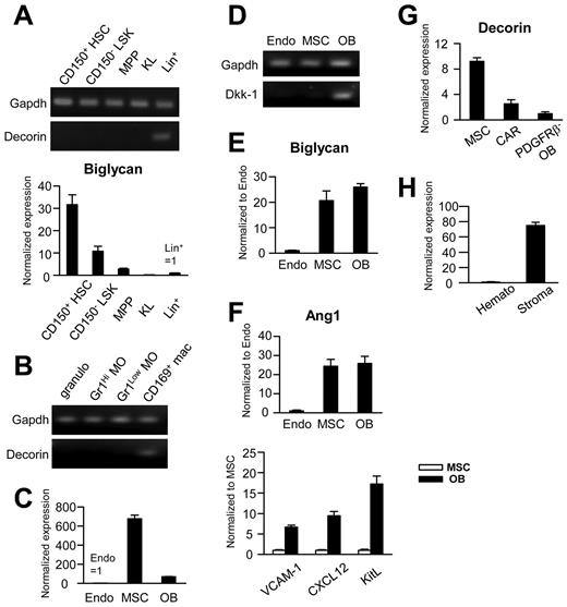 Figure 5. Decorin is expressed in some putative components of hematopoiesis-supporting niches. Freshly isolated BM cells were sorted into the following populations: Lin−Sca-1+c-Kithi Flk-2− HSCs; Lin− Sca-1+ c-Kithi Flk-2+ Multipotent progenitor (MPPs); Lin− Sca-1− c-Kit+ myeloid progenitors (KL); Gr1+ CD115− granulocytes (granulo); Gr1hi/lowCD115+ monocytes (MO); Gr1−CD115low/−F4/80+CD169+ macrophages (mac); CD45−Ter119−CD31+Sca-1+ endothelial cells (Endo); CD45−Ter119−CD31−CD51+Sca1+ MSCs; CD45−Ter119−CD31−CD51+Sca-1− osteoblasts (OB); and CD45−Ter119−CD31−CD51+Sca-1−PDGFRβ+ CXCL12 abundant reticular cells. For experiment H, CD45+ hematopoietic cells (Hemato) and CD45−Ter119−CD31− nonhematopoietic, nonendothelial cells (Stroma) were sorted from collagenase-treated spleens. Each set of panels represents results from RT-PCR normalized to samples with the smallest signals. When transcripts were detected in only one sample in an experiment, the results are shown as gel images.