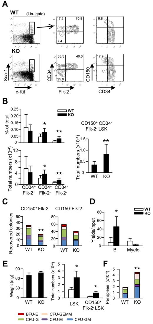Figure 6. Targeting of the decorin gene expands the numbers of rigorously defined HSCs and extramedullary hematopoiesis. (A-B) BM cells were prepared from 7- to 9-week-old decorin-deficient (KO) and control (WT) mice. Without initial separation, the samples were stained for lineage-associated (Lin) or other surface markers as indicated. The stem/progenitor cell enriched Lin−Sca-1+c-Kithi (LSK) category of cells was subdivided according to Flk-2, CD34, or CD150 expression. Incidences or total numbers of each subset are given in panel B. These represent pooled results using a total of 9 mice of each kind in 3 independent experiments. (C-D) CD150+ or CD150−Flk-2− LSKs were cultured under stromal cell–free, serum-free conditions to analyze myeloerythroid potentials (C) or B-lymphoid potentials from CD150−Flk-2− LSKs (D). Similar results were obtained in 3 independent experiments. (E) Weights and numbers of LSKs in spleens are given in the left and right panels. (F) Splenocytes were also cultured in cytokine-containing methylcellulose medium for 1 week. Statistical significance was determined by unpaired 2-tailed t test analysis. *P < .05; **P < .01.