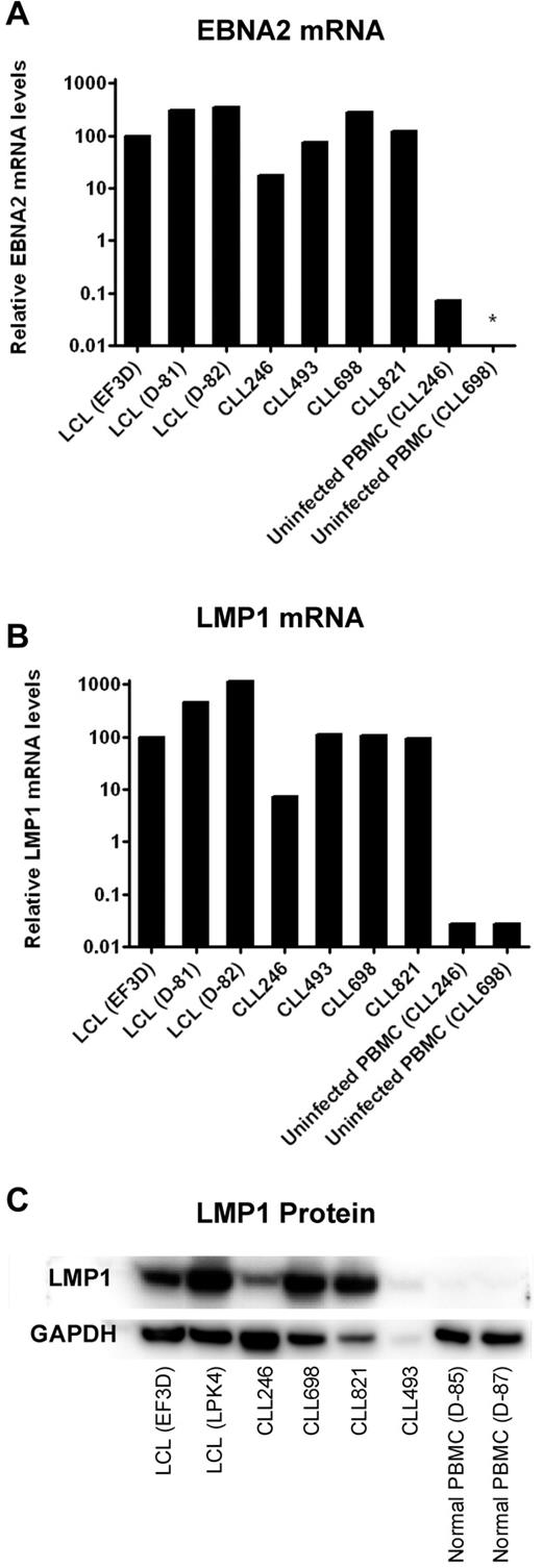 Figure 3. Expression of EBNA2 and LMP1 in EBV-transformed B-CLL cells after prolonged culture in vitro. B-CLL cells were cultured in the presence of irradiated J774A.1 cells for the period of time described in Figure 2. Four lymphoblastoid cell lines (LCLs EF3D, D-81, D-82, and LPK4) were generated by EBV infection of PBMCs from normal donors and were used as positive controls. Uninfected PBMCs from 2 B-CLL patients (CLL246 and CLL698) or 2 normal donors served as negative controls. For comparisons of mRNA levels of EBNA2 (A) and LMP1 (B), the cycle threshold (Ct) values of viral RNA (LMP1 or EBNA2) were subtracted by the Ct values of SETDB1 RNA. The 2^ − (viral RNA Ct − SETDB1 Ct) values were then normalized such that EF3D (an LCL) was 100% (because there were no detectable copies of EBNA2 or LMP1 in uninfected PBMCs). *Not detected. (C) For Western blots of LMP1, 5 μg each of the proteins extracted from cell lysates was loaded in each lane except for CLL493 (1.5 μg because of limited availability).