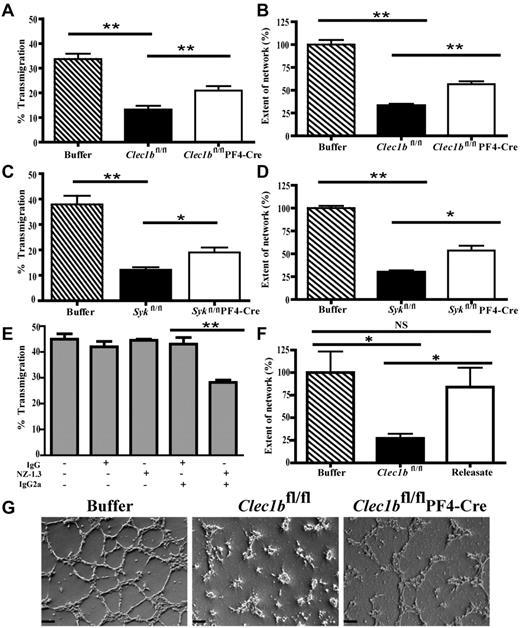 Figure 6. Platelets can modulate lymphatic endothelial cell behavior. VEGF-C–driven migration of LECs in the absence or presence of washed platelets from Clec1bfl/fl or Clec1bfl/flPF4-Cre (A; n = 4) and Sykfl/fl or Sykfl/flPF4-Cre (C; n = 3) mice was assessed with the transfilter assay. The percentage of LECs that migrated through the filter was reduced significantly when platelets from Clec1bfl/fl or Sykfl/fl mice were applied to the LECs. Application of platelets from Clec1bfl/flPF4-Cre or Sykfl/flPF4-Cre mice significantly increased the amount of migration in comparison to the migration seen in the presence of platelets from Clec1bfl/fl or Sykfl/fl mice. Cross-linking of podoplanin (E) with the use of the Ab NZ-1.3 with a cross-linking secondary IgG2a resulted in a significant decrease in VEGF-C–mediated migration, whereas application of irrelevant IgG or the Ab without the cross-linking secondary showed no effect. Data represent mean values from ≥ 3 independent experiments performed in duplicate (mean ± SD; **P < .006, *P < .02). Network formation by LECs on Matrigel in the absence or presence of washed platelets from Clec1bfl/fl or Clec1bfl/flPF4-Cre (B) Sykfl/fl or Sykfl/flPF4-Cre (D) and Clec1bfl/fl platelet releasate (F) was assessed by seeding LECs in Matrigel-coated 12-well plates. The complexity of networks formed by LECs were reduced significantly when platelets from Clec1bfl/fl or Sykfl/fl mice were applied, whereas application of platelets from Clec1bfl/flPF4-Cre or Sykfl/flPF4-Cre mice only partially reduced network complexity, and platelet releasate showed no significant effects on network formation. Data represent mean values from 3 independent experiments performed in duplicate (mean ± SD; **P < .005, *P < .05). (G) Representative pictures of networks analyzed for the network-forming assay after application and incubation with either buffer (left) or platelets from Clec1bfl/fl (middle) or Clec1bfl/flPF4-Cre (right) mice. Scale bars = 100 μm.
