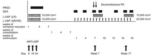 Figure 2. Overview of asparaginase and glucocorticoid dosing, and sample collection for dexamethasone pharmacokinetics and anti–asparaginase antibody measurement. Patients received prednisone (PRED) at 40 mg/m2 per day during remission induction. Dexamethasone (DEX) was administered at 12 mg/m2 per day (SR/HR arm) and 8 mg/m2 per day (LR arm) in 5-day blocks during continuation weeks 1, 4, and 14; and at 8 mg/m2 on days 1 to 8 and 15 to 21 during reinduction I (weeks 7-9 of continuation) and reinduction II (weeks 17-19 of continuation) for both risk groups. Asparaginase (L-ASP) at 10 000 U/m2 per dose was administered to all patients during remission induction at days 6, 8, 10, 12, 14, and 16 (and at days 19, 21, and 23 for those with ≥ 1% residual leukemia cells in bone marrow on day 19). During the continuation phase, those in SR/HR arms received 25 000 U/m2 once per week from weeks 1 to 19; those in the LR arm received 10 000 U/m2 thrice weekly at weeks 7 to 9 and 17 to 19. Anti–asparaginase antibodies (ANTI–ASP) were determined on days 5, 19, and 34 of remission induction and day 1 of weeks 7 and 19 of continuation therapy, and dexamethasone pharmacokinetics (PK) were determined on day 1 of week 8 of continuation therapy.