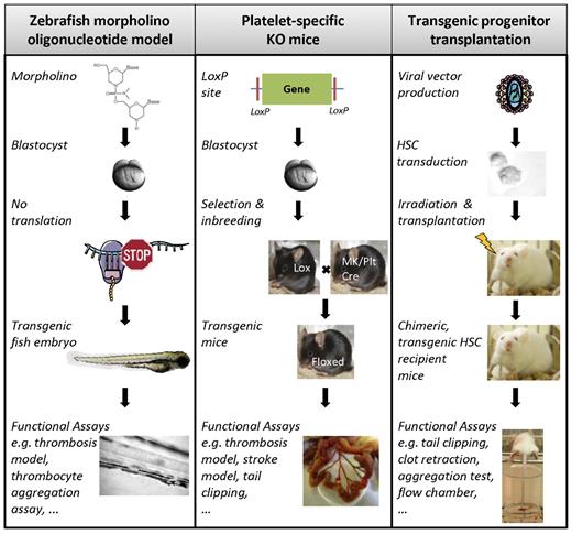 Figure 1. Overview of in vivo systems for generating transgenic platelets. Experimental design to generate transgenic zebrafish embryos using MO technology (left), platelet-specific KO mice with the Cre-LoxP method (middle), or genetically modified human or murine platelets by transduction of hematopoietic progenitor cells followed by transplantation in myelo-conditioned recipient mice (right). (Figure was produced using Servier Medical Art; http://www.servier.com/servier-medical-art.) MK/Plt indicates megakaryocyte or platelet-specific promoter.