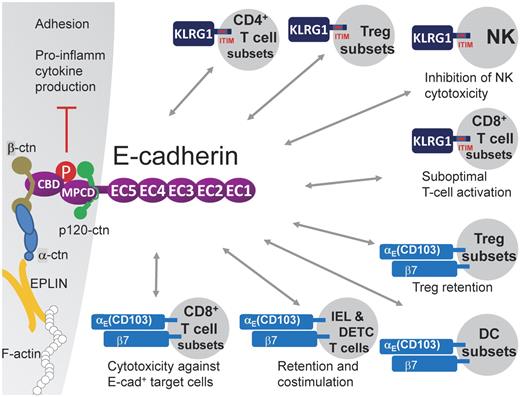 Figure 1. E-cadherin heterophilically interacts with KLRG1 and αE(CD103)β7. E-cadherin contains an ectodomain composed of 5 extracellular cadherin (EC1-5) repeats, a transmembrane region, and a cytoplasmic tail. The latter can be further subdivided into a β-catenin binding domain (CBD) and a membrane proximal cytoplasmic/conserved domain (MPCD) important for p120-catenin binding. EPLIN was reported to link the E-cadherin/β-catenin/α-catenin complex to F-actin.6 The E-cadherin ectodomain has been shown to bind to the inhibitory ITIM-containing receptor KLRG1, which is expressed on subsets of CD4+ T cells, including regulatory T-cell subsets, subsets of CD8+ T cells in distinct differentiation stadia, and mature NK cells. KLRG1 triggering results in reduced NK cytotoxicity and reduced CD8+ T-cell proliferation, suggesting that E-cadherin+ APCs might have the capacity to dampen lymphocyte functions. In addition, the KLRG1–E-cadherin interaction leads to E-cadherin phosphorylation and downstream signaling, resulting in reduced inflammatory cytokine production by the E-cadherin expressing cell. E-cadherin also binds to the αE(CD103)β7 integrin, possibly mediating adhesive interactions with αE(CD103)β7+ cells, such as IELs and DETCs, regulatory T-cell subsets, CD8+ T-cell subsets, and DC subsets. On T cells, this interaction was shown to mediate retention in tissues, costimulation, and enhanced cytotoxic activity (for CD8+ T cells).