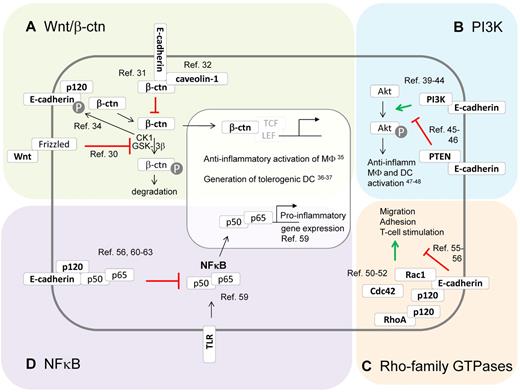 Figure 2. The E-cadherin/catenin complex and its impact on intracellular signaling pathways. Besides their function in adhesion, E-cadherin and its associated catenins are known modulators of several signaling pathways. (A) E-cadherin modulates canonical Wnt/β-catenin signaling. In the absence of Wnt, β-catenin gets phosphorylated by CKI and GSK-3β, which targets it for ubiquitination and proteasomal degradation.30 Once Wnt binds its receptor Frizzled, β-catenin phosphorylation is inhibited, leading to β-catenin nuclear translocation and activation of TCF/LEF-dependent gene expression. E-cadherin expression is able to inhibit β-catenin signaling via sequestering this molecule to the E-cadherin cytoplasmic tail31 or to caveolin-1.32 However, unbound E-cadherin might also stimulate Wnt/β-catenin signaling by assembling the Wnt signalosome, which phosphorylates E-cadherin and then releases β-catenin in the cytoplasm.34 Interestingly, β-catenin functioning has been shown to instruct anti-inflammatory macrophages35 and tolerogenic DCs.36,37 (B) E-cadherin modulates PI3K/Akt signaling. Phosphatidylinositol 3-kinases (PI3K) phosphorylate protein kinase B (Akt), thereby regulating various processes. Depending on the context, the E-cadherin/catenin complex might stimulate this cascade by recruiting and activating PI3K at the E-cadherin/catenin complex,39–44 or suppressing this cascade by recruiting PTEN to the E-cadherin/catenin complex.45,46 PI3K/Akt signaling typically instructs anti-inflammatory activation of macrophages and DCs.47,48 (C) The E-cadherin/catenin complex modulates Rho-family GTPases. The E-cadherin/catenin complex might bind and activate Rac-1, resulting in cytoskeletal reorganizations and cellular motility and adhesion. In addition, p120-catenin has been shown to modulate Rho GTPases, mainly via the inhibition of RhoA.50–52 Of note, inhibitory effects of E-cadherin on Rho GTPase activity and cell motility have been reported.55,56 Interestingly, macrophage and DC migration, adhesion, and T-cell stimulation are regulated by Rho-family GTPases, suggesting that E-cadherin expression might influence these phenomena. (D) The E-cadherin/catenin complex inhibits NF-κB. The transcription factor NF-κB is a master regulator of inflammatory gene regulation in macrophages and DCs.59 At least in epithelial cells, the E-cadherin/catenin complex is a potent repressor of NF-κB functions, by recruiting this transcription factor to the complex, possibly with p120-catenin as docking site. Knocking down E-cadherin and p120 catenin results in massive NF-κB activation and inflammation.56,60–63