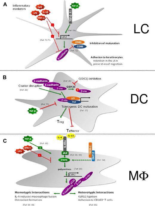 Figure 3. Regulation and function of E-cadherin. (A) LCs. (B) DCs. (C) Macrophages. (A) TGF-β induces E-cadherin in LCs, which is crucial for the maintenance of an immature LC pool in the epidermis.69 Retention in the skin is mediated by E-cadherin-dependent adhesion to keratinocytes. In addition, E-cadherin ligation on LCs prevents the maturation of these cells.72 Inflammatory stimuli decrease E-cadherin expression on LCs, resulting in their migration to the LNs and maturation.70,71 (B) On disruption of E-cadherin–mediated clusters or on GSK-3β inhibition, DCs undergo a partial maturation program toward tolerogenic DCs under the influence of β-catenin activity.36 This β-catenin–mediated induction of tolerogenic DC is inhibited by TGF-β.75 (C) E-cadherin is a selective marker for IL-4/IL-13–exposed macrophages and is STAT6/DAP12/polyamine-dependently induced.90,94,99 TGF-β synergizes with IL-4/IL-13 for maximal Cdh1 gene induction, whereas IFNγ and lipopolysaccharide inhibit E-cadherin expression.90 E-cadherin forms a functional complex with its catenins, allowing them to engage in homotypic interactions (IL-4–driven macrophage fusion and osteoclastogenesis)90,99 and heterotypic interactions (with CD103+ and KLRG1+ T cells).90
