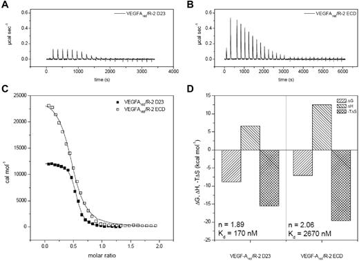 Figure 1. Thermodynamic analysis of VEGF-A165 binding to VEGFR-2 D23 and the full-length ECD. (A-B) Raw titration data of VEGFR-2 domains 2 and 3 and full-length ECD with VEGF-A165, respectively. (C) Integrated and concentration normalized isothermograms from panels A and B. Solid lines represent the best fit according to the “One Set of Sites” model. (D) Thermodynamic analysis of the interaction of VEGFR-2 with VEGF. All reactions are driven by entropy and inhibited by enthalpy. The stoichiometry and binding constants are displayed in the corresponding parts of the panel. R-2 indicates VEGFR-2.