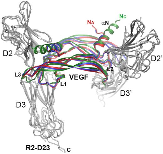 Figure 4. Comparison of ligand/VEGFR-2 D23 complex structures. Ribbon diagram of the superposition of VEGF-A (red), VEGF-C (green, pdb 2X1X), and VEGF-E (blue) complexes with VEGFR-2 D23 (gray). Na and Nc amino termini of VEGF-A and -C, respectively, the VEGF loops L1-L3, and the aminoterminal helix (αN) are labeled where applicable.