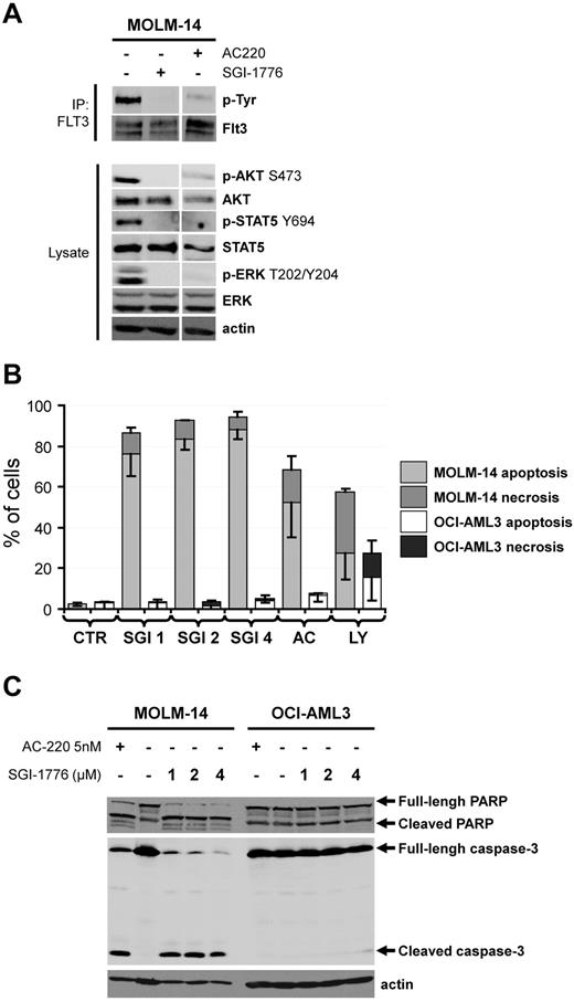 Figure 1. The SGI-1776 compound is a FLT3 kinase inhibitor and preferentially induces apoptosis in AML cells harboring a FLT3-IT3 mutation. (A) The FLT3-ITD positive AML cell line MOLM-14 was treated or not with 4μM SGI-1776 or 5nmol/l AC-220 during 1 hour. The FLT3 tyrosine autophosphorylation was then evaluated by FLT3 immunoprecipitation (IP) revealed with an anti–phospho-tyrosine (p-Tyr) antibody as reported.7 Whole cell lysates were submitted to Western blot analysis using anti–phospho-Akt S473, ERK Y202/Y204 and STAT5 Y694 antibodies and anti-Akt, ERK, STAT5 and actin antibodies, as reported.8 (B) The MOLM-14 (FLT3-ITD) and OCI-AML3 (FLT3-WT) AML cell lines were cultured 48 hours without (CTR histograms) or with 1, 2 or 4μM SGI-1776 (SGI 1, 2 and 4 histograms, respectively), 5nmol/l AC-220 (AC histograms. AC-220 is a specific FLT3 inhibitor) or 25μM LY294002 (LY histograms. LY294002 is a broad-spectrum serine/threonine kinase inhibitor9). Apoptosis and necrosis were determined by Flow Cytometry as annexin V positive and 7AAD negative and annexin V positive and 7AAD positive AML cells, respectively. (C) The MOLM-14 and OCI-AML3 AML cell lines were cultured 48 hours without or with 1, 2 or 4μM SGI-1776 or 5nmol/l AC-220 and cell lysates were submitted to Western blot using anti-PARP, anti–caspase-3 and anti-actin antibodies.
