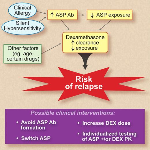 This schematic diagram demonstrates the relationships between asparaginase (ASP) and dexamethasone (DEX) pharmacokinetics and risk of relapse as described by Kawedia et al.1 Clinical allergy and silent hypersensitivity are known to result in formation of anti-asparaginase antibodies (Abs). The authors also identify older age and several drugs that are associated with increased clearance of dexamethasone. The purple box details clinical strategies that may compensate for the altered pharmacokinetics (PK) and thus avoid the deleterious effects in terms of treatment outcome. Professional illustration by Debra T. Dartez.
