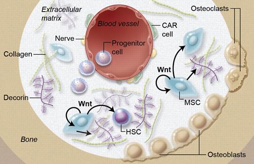 It is well established that Wnt can directly influence HSCs; however Wnt also regulates MSCs, which become more supportive of hematopoiesis. Ichii and coworkers show that this is at least in part mediated by Wnt-dependent production of extracellular matrix component Decorin, thereby proving a Wnt-dependent cross-talk between MSCs and HSCs. Professional illustration by A. Y. Chen.