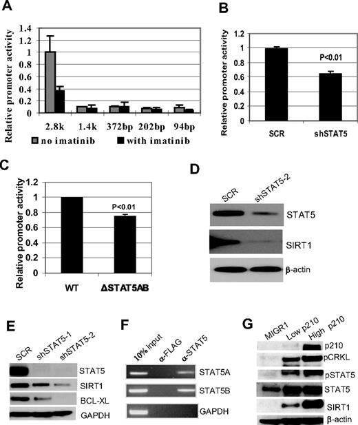 Figure 2. BCR-ABL activation of SIRT1 involves STAT5 signaling. (A) Luciferase reporter constructs of SIRT1 promoter (2852-94 bp) were transfected into K562 cells, followed by mock or imatinib treatment for 30 hours. Relative promoter activity was calculated by normalizing luciferase activity to the Renilla control. (B) Effect of STAT5 knockdown on SIRT1 promoter luciferase activity in K562 cells. (C) Effect of deleting both STAT5-binding sites on SIRT1 promoter luciferase activity in K562 cells. (D-E) Effect of STAT5 knockdown on endogenous SIRT1 expression in K562 (D) and KCL-22 cells (E). (F) ChIP assay of STAT5A and 5B on SIRT1 promoter. Anti-Flag Ab was used as a ChIP control. (G) BCR-ABL dose effect on SIRT1 expression. High- and low-GFP–expressing CD34+ cells were sorted (supplemental Figure 5) for analysis. BCR-ABL levels were validated by CRKL phosphorylation, and blots were reprobed for SIRT1 and STAT5 expression and modifications.
