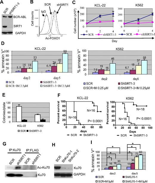 Figure 4. Effects of SIRT1 knockdown on CML cell survival. (A) Knockdown of SIRT1 in KCL-22 cells using lentiviral vector shSIRT1-3. (B) Effect of SIRT1 knockdown on FOXO1 acetylation in KCL-22 3 days after transduction. (C) Three days after scrambled shRNA (mock) or shSIRT1-3 transduction using a multiplicity of infection of 5, cells were plated directly (without sorting) in triplicate in 24-well plates and viable cells were counted on the days indicated. (D) Three days after mock or shSIRT1-3 infection, 5 × 105 cells were cultured with or without 2.5μM imatinib (IM) for KCL-22 or 0.25μM IM for K562 cells for another 2 or 5 days for apoptosis analysis. The percentage of annexin V+ cells was plotted. Error bars are standard deviations. (E) Soft agar colony formation assay. Three days after mock or shSIRT1-3 transduction, 500 cells per plate were seeded on standard 2-layer soft agar. The colonies were counted after 21 days. (F) Survival curves of mice receiving xenografted CML cells. After overnight infection with shRNA vectors, 3 million cells each were inoculated into NOD-SCID mice. Mice were euthanized when the tumor volume reached 1000 mm3. (G) Effect of SIRT1 knockdown on Ku70 acetylation. FLAG Ab was used as control. (H-I) The effect of Ku70 knockdown (H) on apoptosis of KCL-22 cells (I). Three days after scrambled shRNA (SCR) or shKU70 transduction, 5μM imatinib was added for another 2 or 5 days, and apoptosis was analyzed. Two sets of shRNAs showed similar results and data from one set are shown. *P < .05.