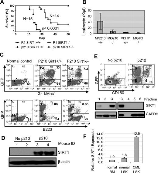 Figure 6. SIRT1 knockout suppresses the development of CML-like disease in a mouse model. (A-B) Survival curves (A) for mice receiving 2.5 × 105 mononuclear cells transduced by BCR-ABL MIG210 vector (p210) or empty vector (R1) and total leukocyte counts (B) for mice at 18 days after transplantation. In R1-transduced mouse controls, there were 8 mice receiving SIRT1+/+ donor cells and 6 mice receiving SIRT1−/− cells. (C) BM cell lineage analysis in normal BALB/c (control) and mice receiving MIG210 transformed SIRT1+/+ or SIRT1−/− cells. (D) SIRT1 protein expression in total BM mononuclear cells from normal BALB/c and mice receiving MIG210-transformed SIRT1+/+ cells (n = 2 in each group). (E) BM progenitor cells from normal BALB/c and mice receiving MIG210-transformed SIRT1+/+ cells were enriched by EasySep to remove lineage cells and then sorted for GFP and CD150 expression. Bold numbers indicated the sorted fractions that were used for analysis of SIRT1 protein expression. GFP+CD150+ (fraction 3) cells were also loaded with fractions 1 and 2 from BALB/c mice for comparison. (F) SIRT1 mRNA levels in normal BALB/c BM and LSK cells compared with LSK cells purified from CML mice.