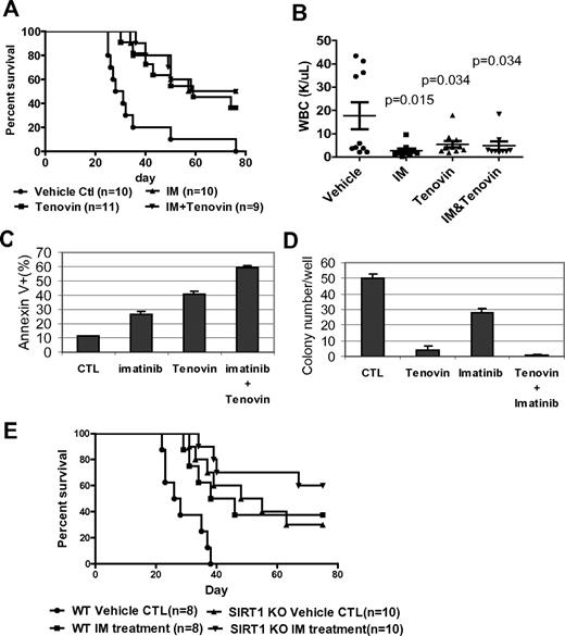 Figure 7. Combination of SIRT1 inhibition with imatinib for treatment of mouse CML. (A-B) Survival curves (A) and total blood leukocyte counts (B) for CML mice treated with drugs. Ten days after receiving 1 × 105 BM cells transduced by MIG210, mice were treated by vehicle, imatinib (200 mg/kg/d), tenovin-6 (50 mg/kg/d), or combination for 10 days. Total blood leukocyte counts were analyzed at day 20 after transplantation. (C) BM cells from CML mice were cultured with 2.5μM imatinib, 1μM tenovin-6, or combination for 3 days, and apoptosis was analyzed for GFP+ cell fraction. DMSO was used as reagent control (CTL). (D) After treating GFP-sorted BM cells from CML mice with imatinib, tenovin-6, or combination for 24 hours, cells were washed and plated in methylcellulose medium without drugs for CFC assay. (E) Effect of combination of SIRT1 knockout and imatinib on CML mouse survival. Wild-type or SIRT1−/− donor BM cells were transduced with MIG210 and 2 × 105 cells were transplanted for each recipient. Imatinib or vehicle was given as described in panel A.
