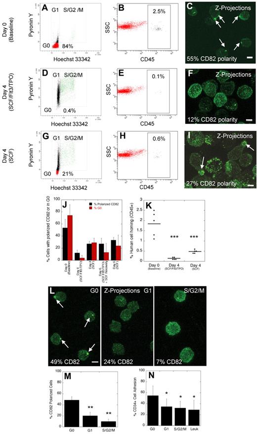 Figure 2. Disruption of polarized membrane domains in cycling normal human HSPCs. (A-C) Analysis of the cell cycling status (A), homing in NSG mice (B), and membrane domain polarity (C) of normal human MPB CD34+ cells before ex vivo culture (day 0). (D-F) Analysis of the cell cycling status (D), homing in NSG mice (E), and membrane domain polarity (F) of normal human MPB CD34+ cells after ex vivo culture for 4 days in stimulatory conditions in the presence of SCF, FLT3, and TPO. (G-I) Analysis of the cell cycling status (G), homing in NSG mice (H), and membrane domain polarity (I) of normal human MPB CD34+ cells after ex vivo culture for 4 days in nonstimulatory conditions in the presence of SCF alone. (J) Percentage of human CD34+ cells with polarized domain (± SEM) and percentage of cells in the G0 phase of the cell cycle (± SEM) for cells at baseline, and cells cultured for 4 to 6 days in stimulatory and/or nonstimulatory conditions (n = 4 donors). (K) Percentage of human cell homing in NSG mice 16 hours after IV injection of uncultured cells or cells cultured for 4 days in stimulatory or nonstimulatory conditions (t test; horizontal bars represent average human cell homing). (L) Immunofluorescence labeling of human CD34+ cells with CD82 antibodies after sorting cells in the G0, G1, and S/G2/M phases of the cell cycle. (M) Percentage of cells in G0, G1, and S/G2/M phases of the cell cycle with polarized CD82 (± SEM, n = 3 donors, t test). (N) Percentage of normal CD34+ cells in G0, G1, and S/G2/M phases of the cell cycle and percentage of leukemic blast cells from patients with AML, CML, and ALL (Leuk) adhering to osteoblasts in vitro (± SEM, n = 3 donors, t test). Horizontal bars in K represent means. Scale bars in panels C, F, I, and L equal 5 μm (*P ≤ .05; **P < .01; ***P < .001).