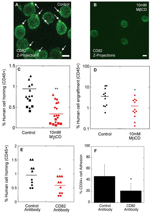 Figure 3. Polarized membrane domains are functionally important for homing and engraftment. (A-B) CD82 immunofluorescence labeling of human MPB CD34+ cells exposed to MβCD vehicle alone (A) or 10mM MβCD (B). (C) Percentage of human cell homing in NSG mice 16 hours after transplantation of control or MβCD-treated CD34+ cells (Donor 1 ▴, Donor 2 ●, Donor 3 ■, t test). (D) Percentage of human cell engraftment in NSG mice 2 months after transplantation of control or MβCD-treated CD34+ cells (t test). (E) Percentage of human cell homing in NSG mice 16 hours after transplantation of human CD34+ cells treated with isotype control or CD82 antibodies (Donor 1 ▴, Donor 2 ●, t test). (F) Percentage of human cells incubated with isotype control or CD82 antibodies adhering to osteoblasts in vitro (n = 3 donors, t test). Horizontal bars in panels C, D, and E represent means. Scale bars in panels A and B equal 5 μm (*P < .05; **P < .00001).