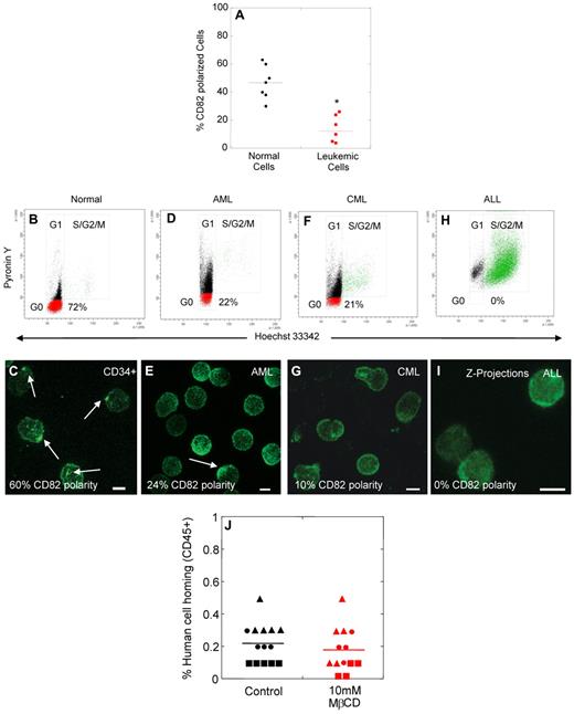 Figure 4. Loss of membrane domain polarity in blast cells from leukemic patients. (A) Percentage of normal human CD34+ cells and leukemic blasts with membrane domain polarity. (B-I) Analysis of the cell cycling status (B,D,F,H), and membrane domain polarity (C,E,G,I) of normal human MPB CD34+ cells (B-C), and blast cells from patients with AML (D-E), CML (F-G), or ALL (H-I). (J) Percentage of human cell homing in NSG mice 16 hours after transplantation of control or MβCD-treated leukemic blasts (AML ▴, CML ●, AML/MDS ■, t test, P > .1). Scale bars in panels C, E, G, and I equal 5 μm. Horizontal bars in panels A and J represent means (*P < .0001).