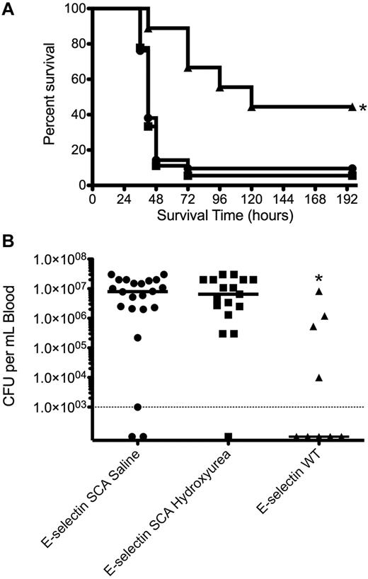 Figure 5. Lack of effect of hydroxyurea on pneumococcal pneumonia in E-selectin deficient SCA mice. (A) Mean overall survival of E-selectin–deficient (triangles; n = 9; WT indicates wild-type), E-selectin–deficient/SCA mice treated with saline (circles; n = 21), and E-selectin–deficient/SCA mice treated with hydroxyurea (squares; n = 18). Mice were challenged with 3 × 106 CFUs in 25 μL saline. No significant difference (Mantel-Cox log rank test, P = .744) was observed between the E-selectin–deficient/SCA mice untreated versus treated with hydroxyurea. (B) Log CFUs/mL of bacteria in blood of mice in panel A at 24 hours after challenge. Each symbol is a mouse, and the bar is the mean. — indicates limit of detection. The asterisk indicates a statistically significant difference compared with SCA saline group (P = .03 for survival, P = .003 for blood titers).