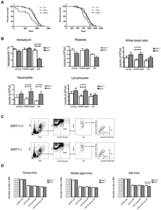 Figure 1. Long-term follow-up of SIRT1−/− mice reveals adequate mature blood cell production with normal frequencies of primitive HSCs in the BM. (A) Survival curves for the SIRT1−/− (full line), SIRT1+/− (dashed line), and SIRT1+/+ (dotted line) mice that survived to weaning (left) and up to 7 months of age (right). (B) Quantitative analysis of hematocrit, WBCs, and platelets in the peripheral blood of SIRT1−/− (gray) and SIRT1+/+ (white) mice. Three age groups were analyzed: young (1-3 months) middle-aged (3-10 months) and old (10-20 months); n = 10-12 per group. Bars represent means ± SEMs. (C) FACS analysis of the primitive HSC compartment, identified by low expression of lineage markers (Lin), high expression of Sca-1, c-kit, and CD150 surface molecules, and specific Hoechst 33342 staining pattern. One representative sample for SIRT1−/− and SIRT1+/+ group is shown. (D) Absolute numbers (as per 4 limbs per mouse) of Lin-Sca-1+Kit+CD150+ (LSK SLAM), LSK SLAM SP, and LSK SLAM SPlow populations within the bone marrow of SIRT1−/− (gray) and SIRT1+/+ (white) mice in three age groups: 1- to 3-month old (young), 4- to 6-month old (middle-aged) and older than 12 months (old mice). Bars represent means ± SEM, n = 5-10 per group. No statistically significant differences observed.