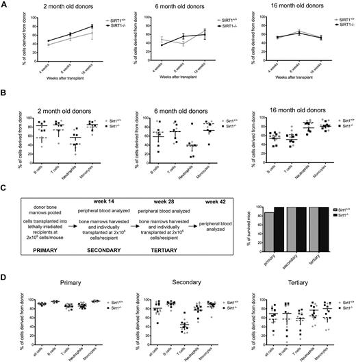 Figure 2. SIRT1−/− BM cells confer stable reconstitution in competitive and serial transplantation experiments. (A) Percentages of CD45.2+ WBCs derived from 2- (left), 6- (middle), and 16 (right)–month-old SIRT1−/− (black) and SIRT1+/+ (gray) donors in the blood of lethally irradiated CD45.1+ recipients, as measured 4, 8, and 16 weeks after transplantation. Dots represent means ± SEM (n = 8-11 per age group). Recipients were transplanted with 2 × 105 whole BM donor cells together with 1 × 105 competitor recipient cells. (B) Percentages of donor-derived cells within B-cell (CD19+), T-cell (CD3+), neutrophil (Gr1+), and monocyte (F4/80+) populations in recipient bloods 16 weeks after transplantation. Each data point represents an individual animal; lines represent means ± SEM. The groups are as described in panel A. (C) Design of the serial transplantation experiment (left). BMs from 3 mice older than 18 months were pooled and transplanted into lethally irradiated CD45.1+ recipients (n = 7) at a dose of 2 × 106 cells without BM rescue cells. Four months later, recipient peripheral blood was analyzed by FACS, followed by harvesting whole BM cells and transplanting them individually into a new set of lethally irradiated hosts (n = 7) at the same cell dose (secondary transplantations). The same procedure was repeated after another 16-week period (tertiary transplantations). Also shown (C right) are survival rates for recipient mice transplanted with SIRT1−/− (black) and SIRT1+/+ (gray) BM cells. Bars represent the percentage of mice surviving at 16 weeks after transplantation. (D) Percentages of CD45.2+ donor cells in each WBC compartment of lethally irradiated CD45.1+ recipients 4 months after primary (left), secondary (middle), and tertiary (right) transplantation; each data point represents an individual animal; lines represent means ± SEM (n = 7 per group). The fraction of circulating donor cells gradually decreases during subsequent transplantations, indicating that donor cells are competing with the recipient cells that have survived irradiation.