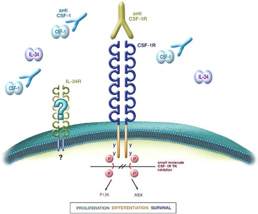 Figure 1. CSF-1 receptor signaling and blockade strategies. CSF-1 and IL-34 bind to the extracellular domain of the CSF-1R to induce dimerization and tyrosine kinase (TK)–mediated autophosphorylation of cytoplasmic tyrosine residues, leading to a cascade of intracellular signals, which regulate the production, survival, and function of macrophages. To date, no alternative receptor for IL-34 has been identified. Disruption of the CSF-1/CSF-1R axis can be achieved using neutralizing anti–CSF-1 mAbs or anti–CSF-1R mAbs (the latter can block binding of either CSF-1 or IL-34 or both cytokines) or inhibition of CSF-1R tyrosine kinase using small-molecule TK inhibitors.